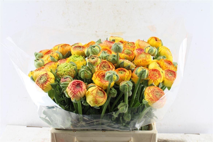 <h4>Ran Aazur Orange Stripe</h4>