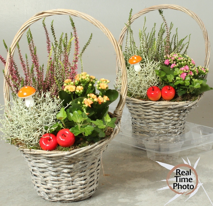 <h4>ARR TUINPLANTEN</h4>