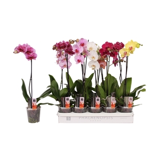 Phalaenopsis 5 color mix, 1-spike 9+/branched