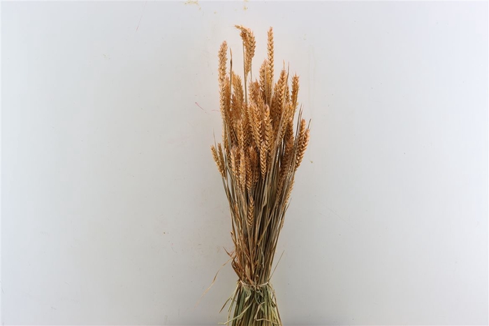 Dried Triticum X5 Frosted Salmon Bunch