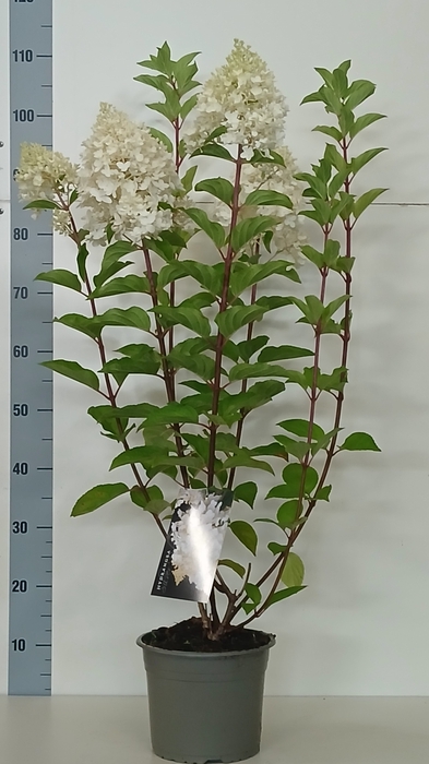 <h4>HYDR PANICULATA</h4>