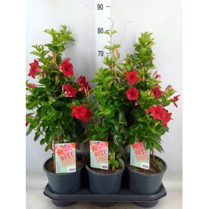Mandevilla  'Sundavil Red'