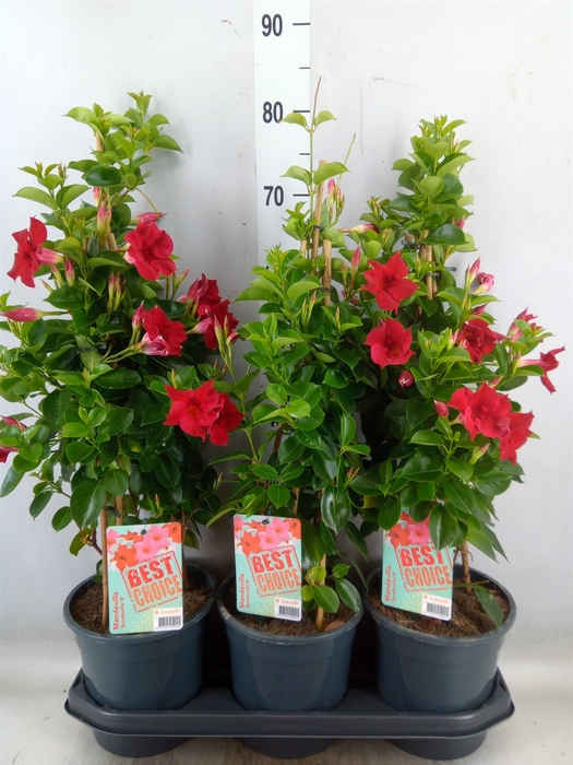 <h4>Mandevilla  'Sundavil Red'</h4>