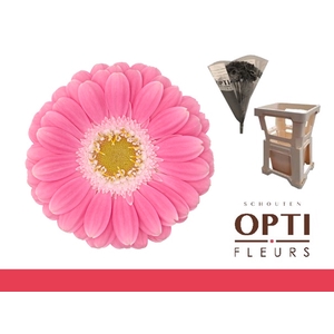 Germini Philou Water