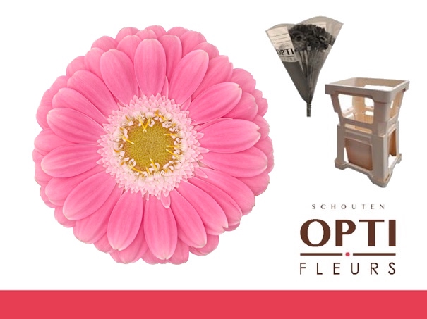 <h4>Germini Philou Water</h4>