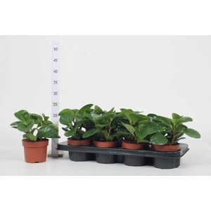 Pep Obt Green Gold