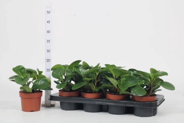 <h4>Pep Obt Green Gold</h4>