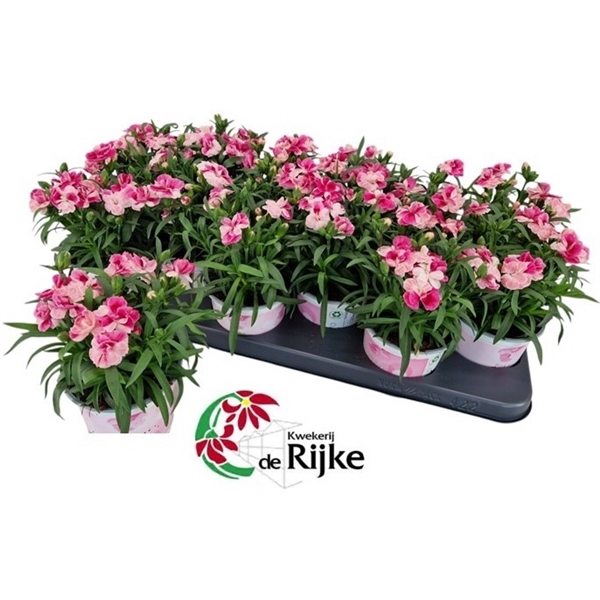 <h4>Dianthus Pink & Proud</h4>