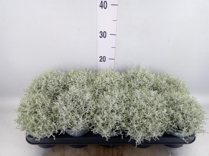<h4>Leucophyta brownii</h4>
