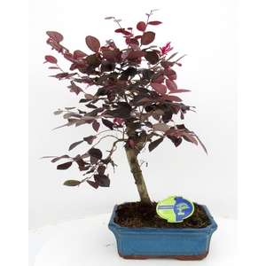 Loropetalum