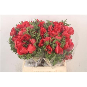 Anem Mistral Red Super