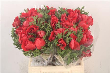 <h4>Anem Mistral Red Super</h4>