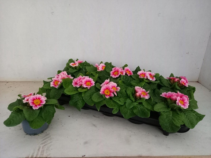 <h4>Prim Acaulis</h4>