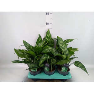Aglaonema KB 'Maria'