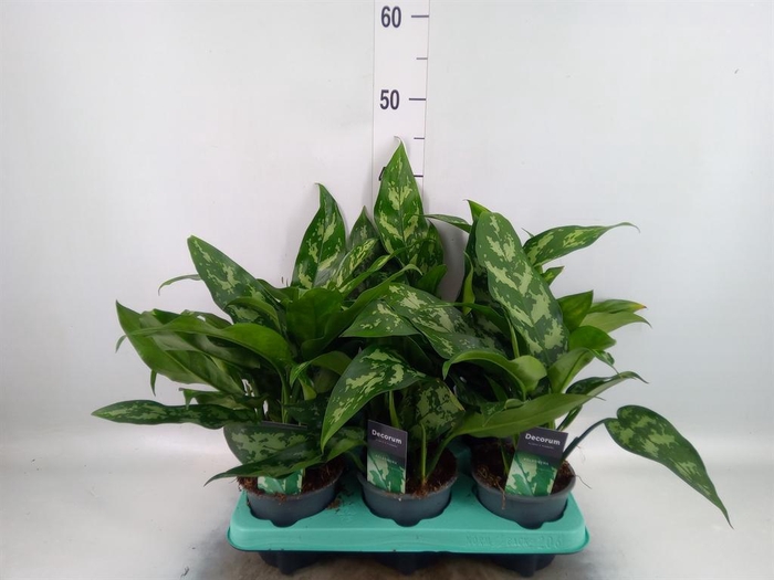 <h4>Aglaonema KB 'Maria'</h4>
