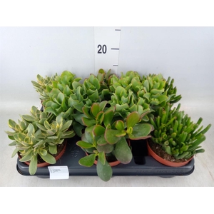 Crassula   ...mix