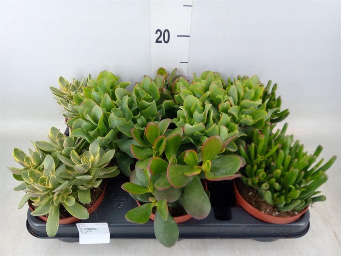 <h4>Crassula ...mix</h4>