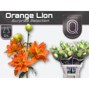 LI LA DU ORANGE LION 3pit