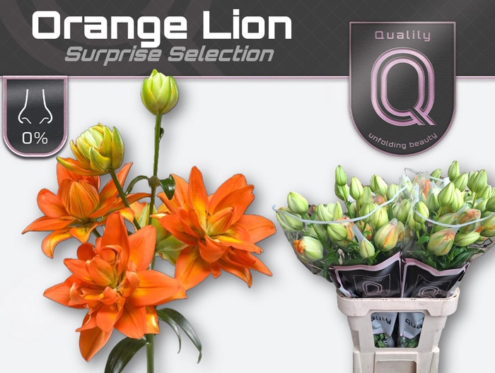 <h4>LI LA DU ORANGE LION 4+</h4>