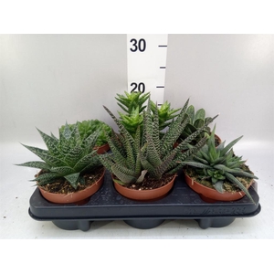 Aloe   ...mix