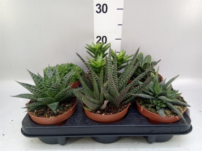 <h4>Aloe ...mix</h4>