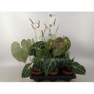 Anthurium clarinervium