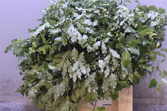 <h4>Pittosporum Tenuifolium</h4>