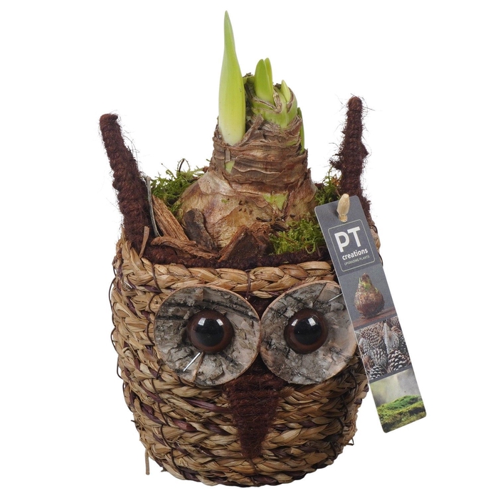 <h4>Arr.  Hippeastrum  L%</h4>