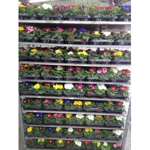 Primula ac.   ...mix