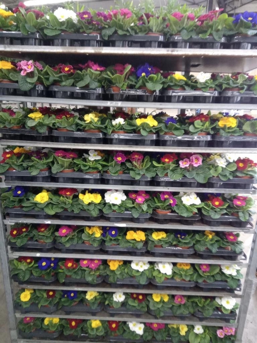 <h4>Primula ac.   ...mix</h4>