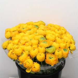 Ran Su Sr Omega Yellow Super