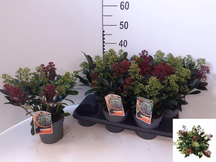 <h4>SKIM JAPONICA</h4>