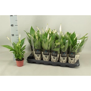 Spathiphyllum Pearl Cupido 9Ø 35cm 3fl