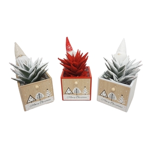 Kerstbox Wood opgemaakt met Haworthia limifolia Snowy