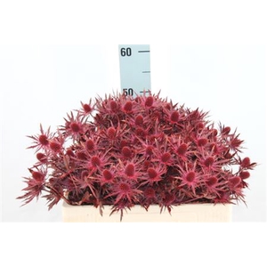 Eryngium Klb Bordeaux X60