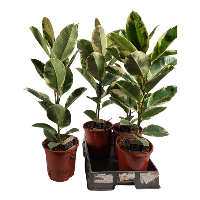 <h4>FIC EL TINEKE</h4>