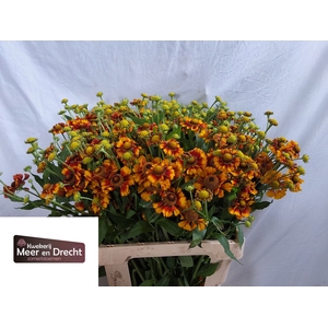 Helenium Overig 6249652 Meer En Drecht