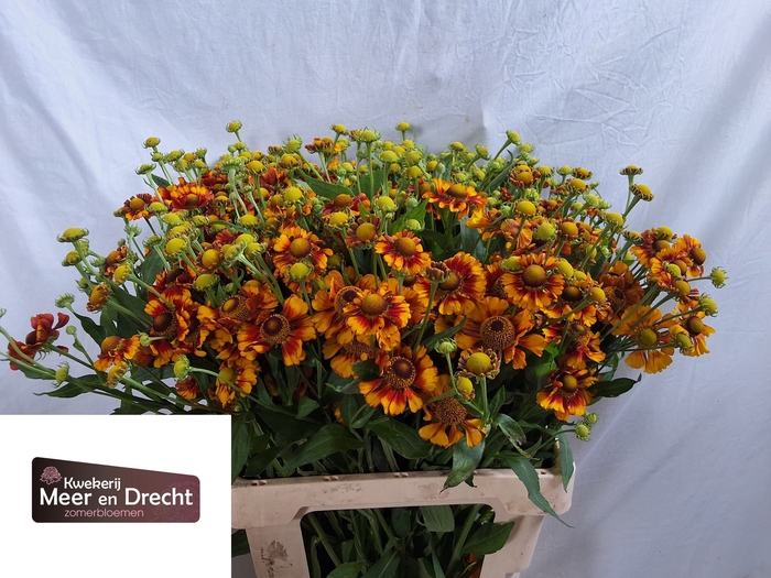<h4>Helenium Overig 6249652 Meer En Drecht</h4>