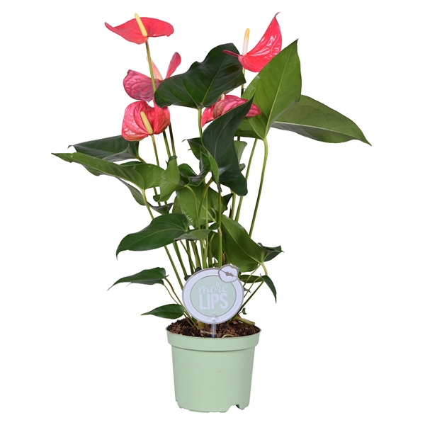 <h4>MoreLIPS® Anthurium Maine</h4>