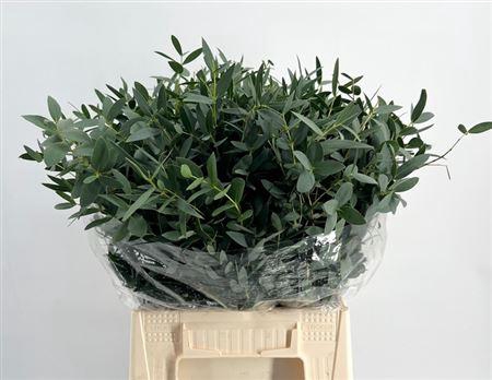 <h4>Eucalyptus per bos parvifolia</h4>