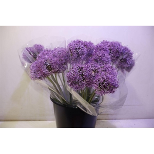 Allium Gladiator X5