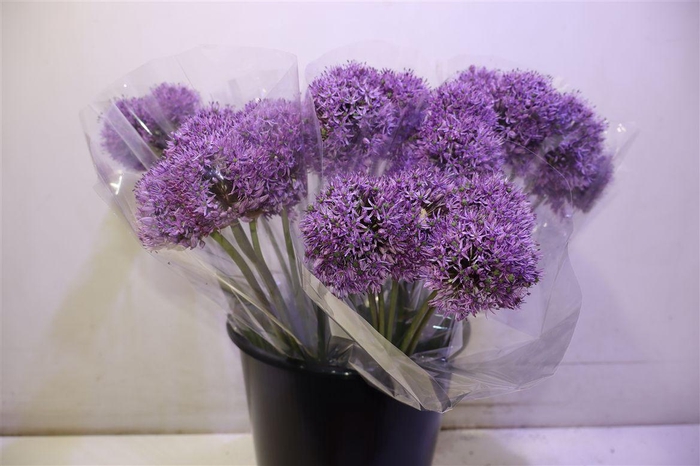<h4>Allium Gladiator X5</h4>