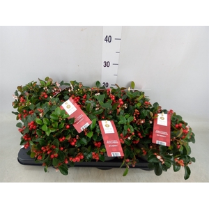 Gaultheria proc. 'Big Berry'