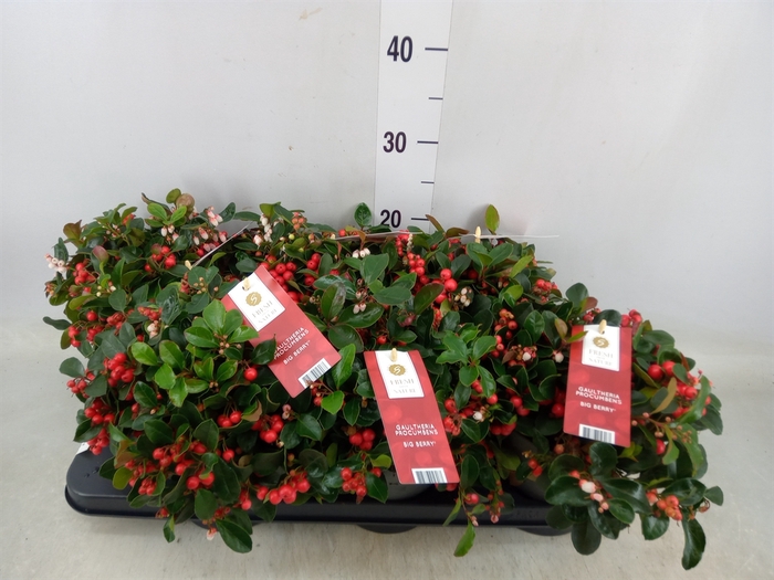 <h4>Gaultheria proc. 'Big Berry'</h4>