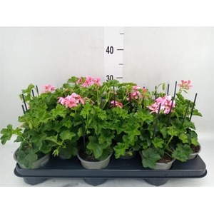 Pelargonium pelt. 'Balkon Roze'