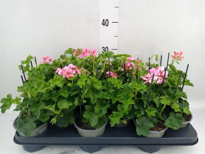 <h4>Pelargonium pelt. 'Balkon Roze'</h4>