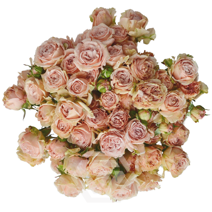 <h4>R TR BE GENEROUS</h4>