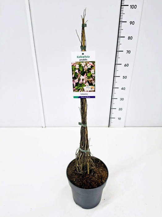 Kolkwitzia