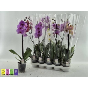 PHAL GEM