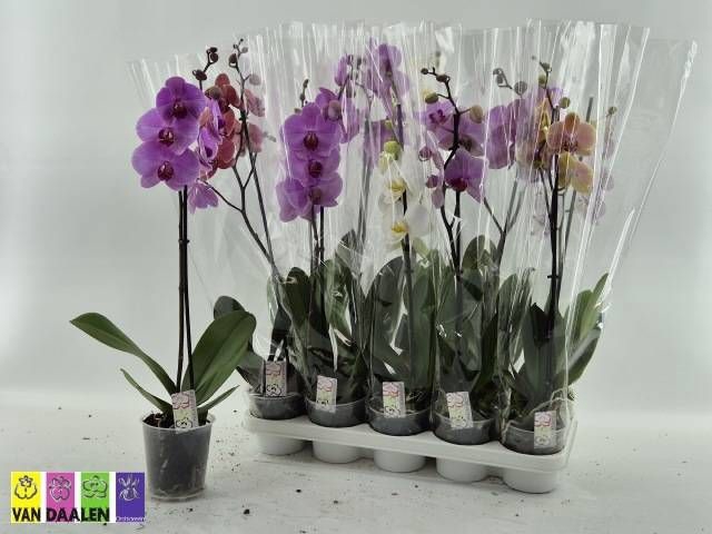 <h4>PHAL GEM</h4>